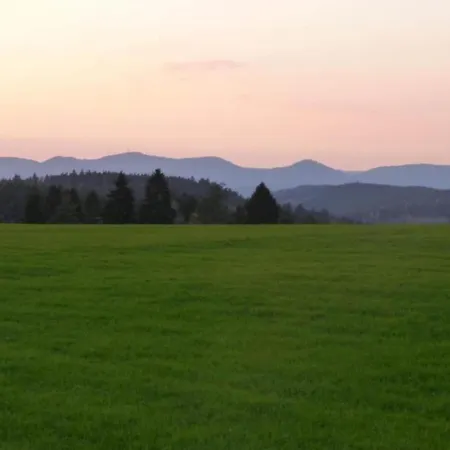 In In The Black Forest *